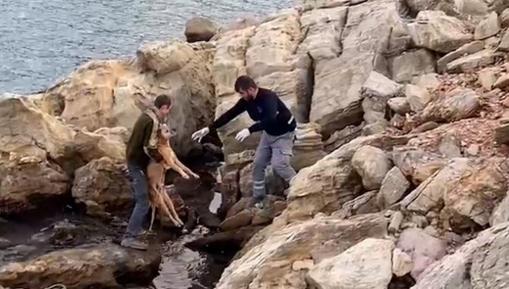 Bodrum’da denize düşen köpek kurtarıldı